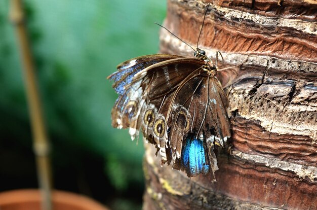 写真 木の上の蝶のクローズアップ