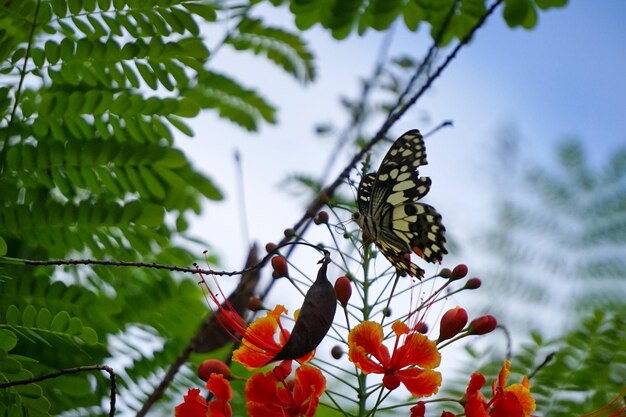 写真 花の上に座っている蝶のクローズアップ