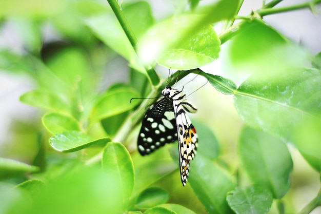 写真 葉 に 座っ て いる 蝶 の クローズアップ