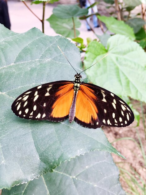写真 葉 に 座っ て いる 蝶 の クローズアップ