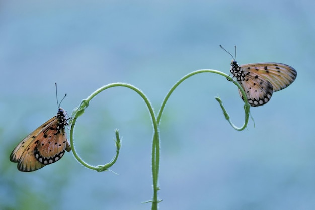 Фото Крупный план бабочки, сидящей на растении