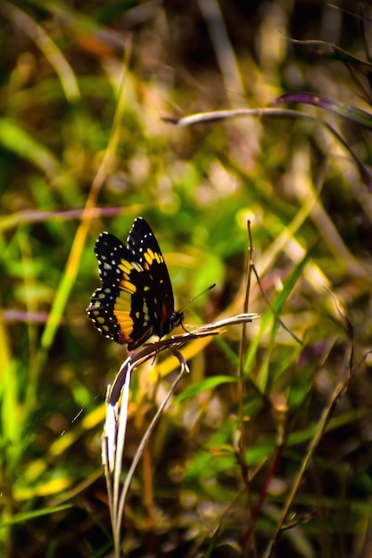 Фото Близкий взгляд на цветок, опыляемый бабочкой