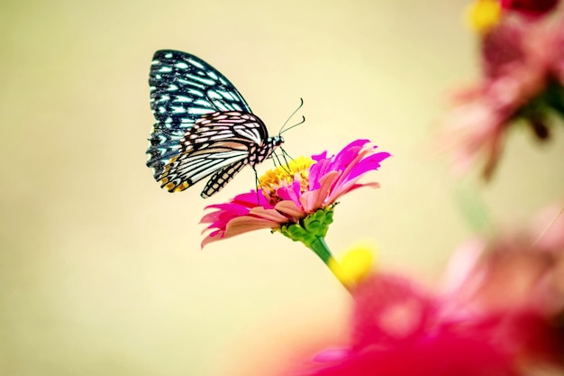 写真 蝶が授粉する花のクローズアップ