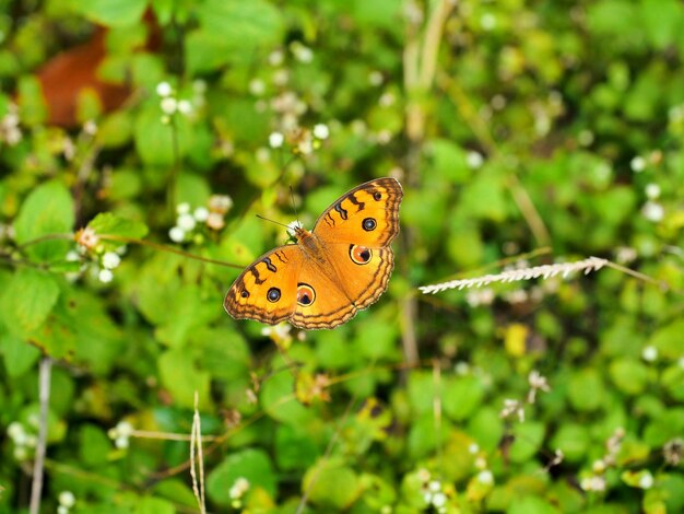 写真 蝶が授粉する花のクローズアップ