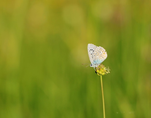 写真 花の芽を授粉する蝶のクローズアップ