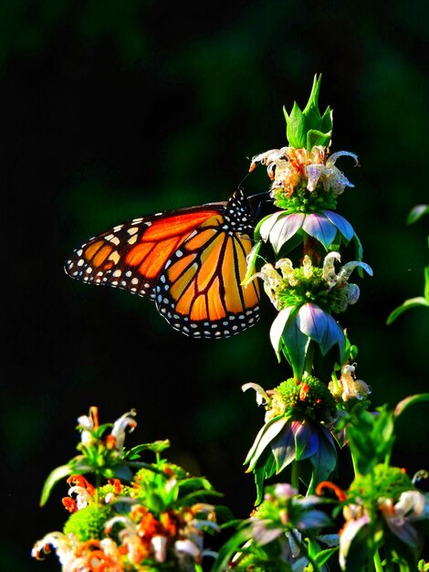 写真 花を授粉する蝶のクローズアップ