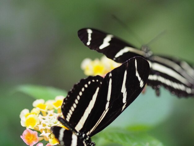 写真 花を授粉する蝶のクローズアップ