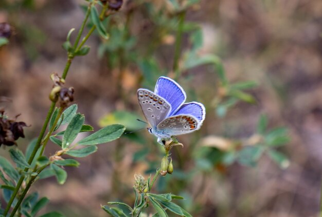 写真 花を授粉する蝶のクローズアップ