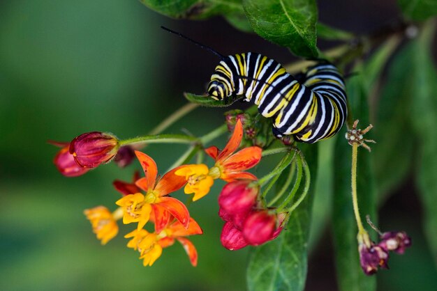 写真 花を授粉する蝶のクローズアップ