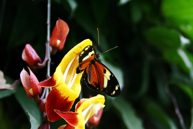 写真 花を授粉する蝶のクローズアップ