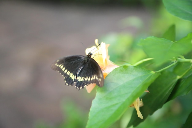 写真 花を授粉する蝶のクローズアップ