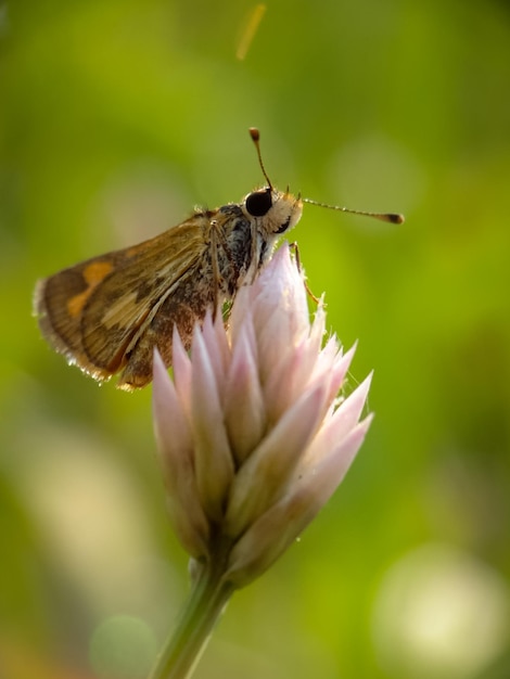 Фото Близкий план опрашивающей бабочки на цветке
