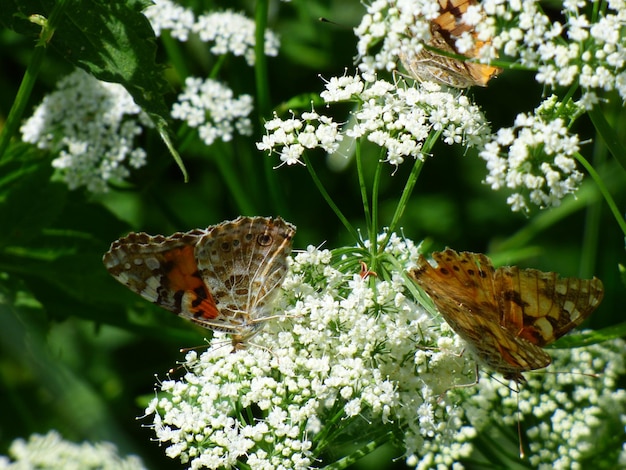 写真 花を授粉する蝶のクローズアップ