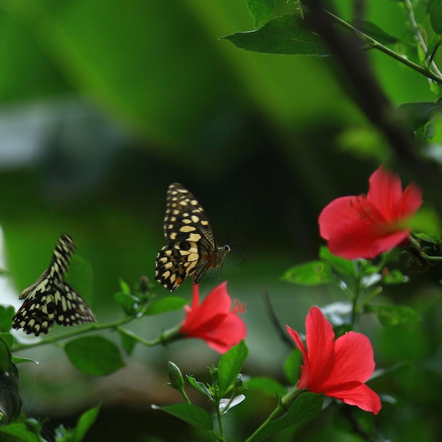 写真 花を授粉する蝶のクローズアップ