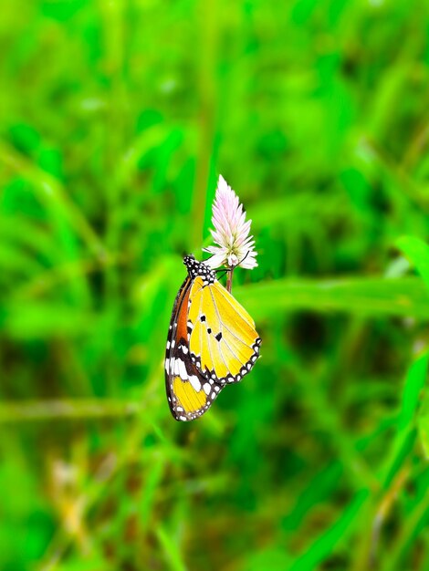 写真 花を授粉する蝶のクローズアップ