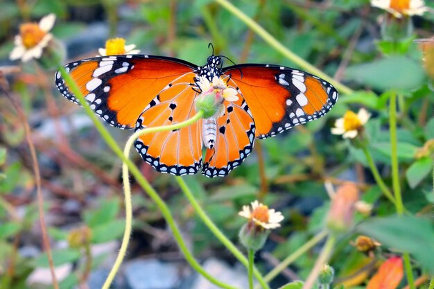 写真 花を授粉する蝶のクローズアップ