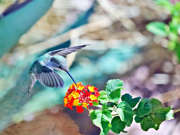 写真 花を授粉する蝶のクローズアップ