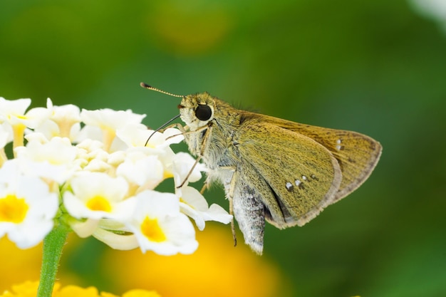 写真 花を授粉する蝶のクローズアップ