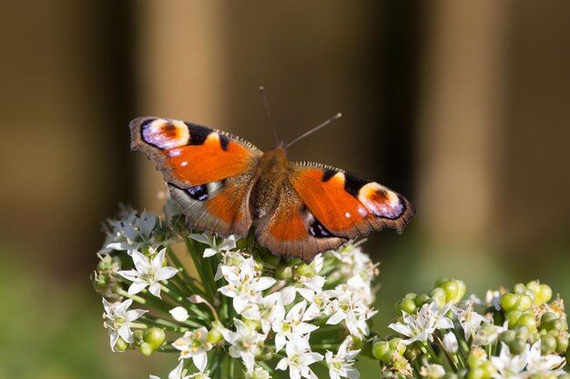 写真 花を授粉する蝶のクローズアップ