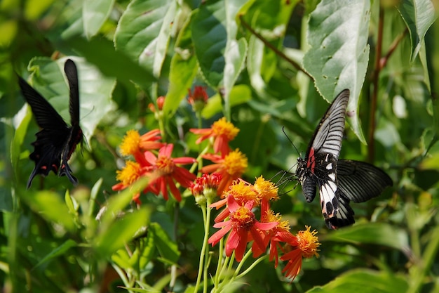 写真 花を授粉する蝶のクローズアップ