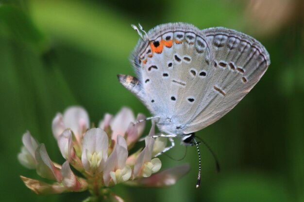 写真 花に受粉する蝶のクローズアップ