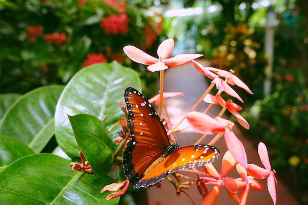 写真 花を授粉する蝶のクローズアップ