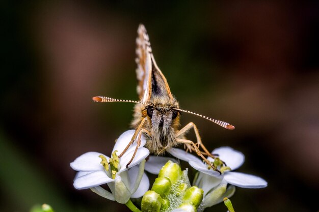 写真 花を授粉する蝶のクローズアップ