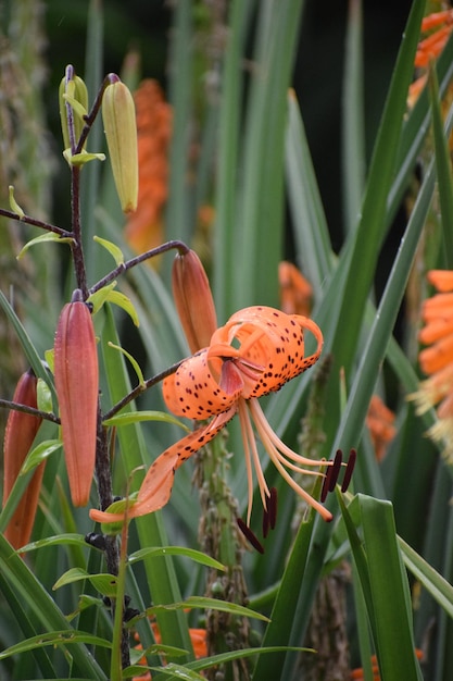 写真 オレンジの花に受粉する蝶のクローズアップ