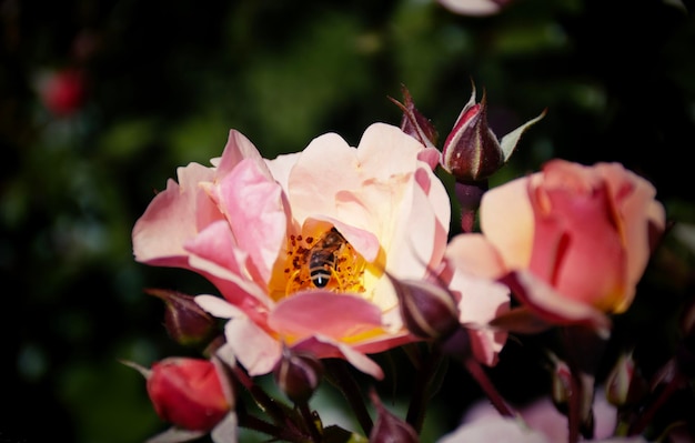 사진 분홍색 꽃 에 꽃 을 뿌리는 나비 의 클로즈업