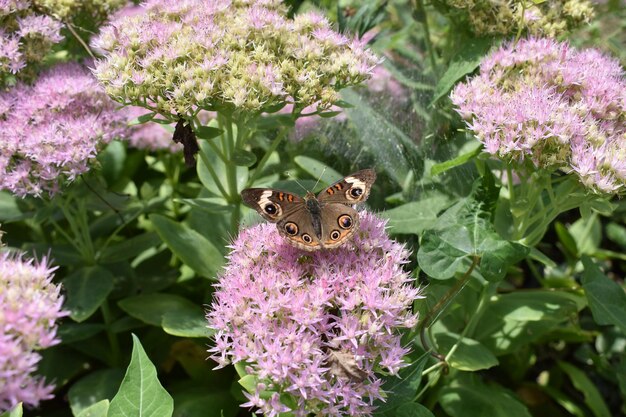 写真 ピンクの花を授粉する蝶のクローズアップ