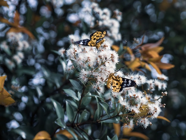 写真 植物の授粉をしている蝶のクローズアップ