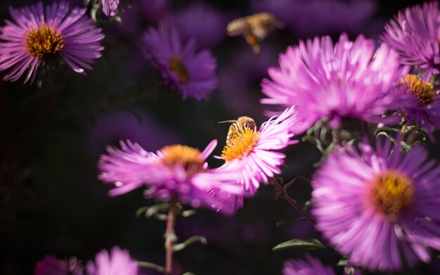 写真 紫の花に受粉する蝶のクローズアップ