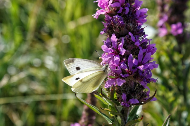 Фото Близкий снимок бабочки, опыляющей фиолетовый цветок