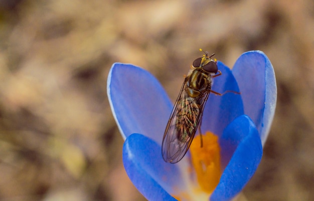 写真 紫の花に受粉する蝶のクローズアップ