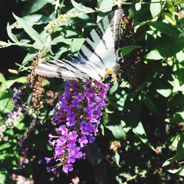写真 紫の花に受粉する蝶のクローズアップ