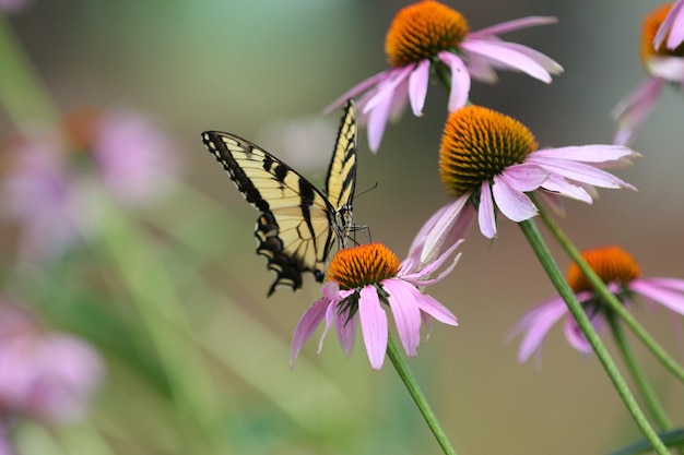 写真 紫の花に受粉する蝶のクローズアップ