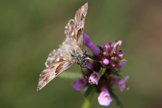 Фото Близкий взгляд на бабочку, опыляющую фиолетовый цветок