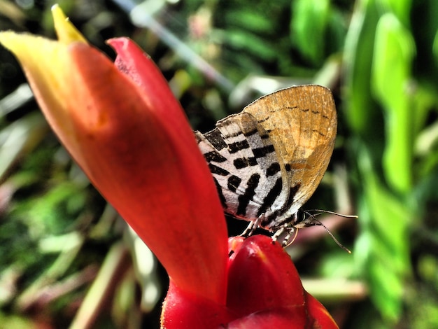 写真 赤い花を授粉する蝶のクローズアップ