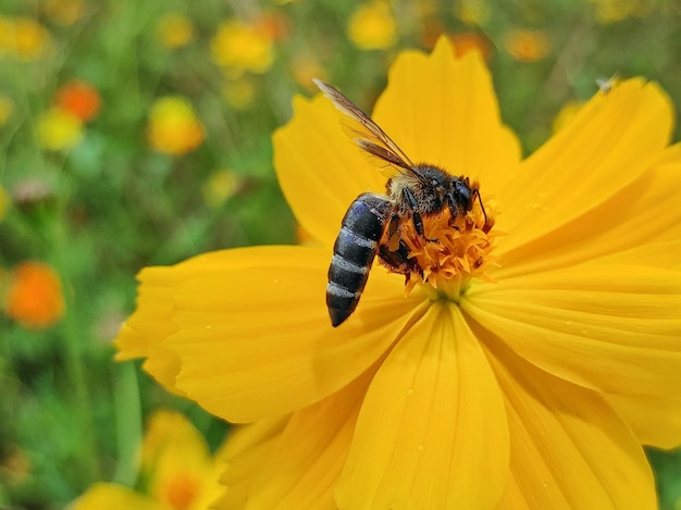 写真 黄色い花の授粉をしている蝶のクローズアップ