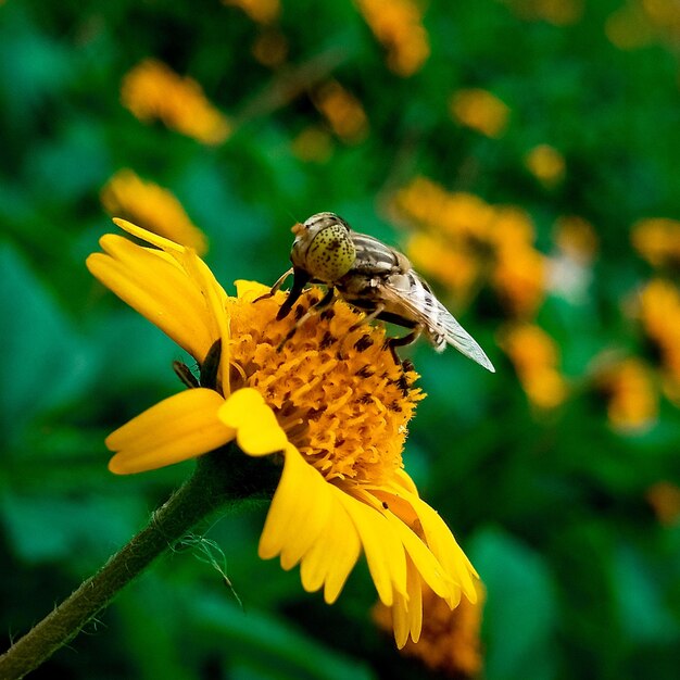 写真 黄色い花の授粉をしている蝶のクローズアップ