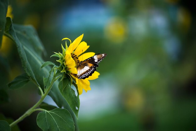 写真 黄色い花の授粉をしている蝶のクローズアップ