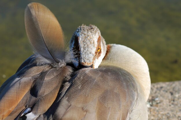 写真 蝶のクローズアップ