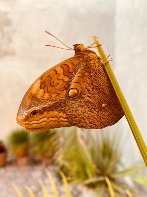 Фото Крупный план бабочки