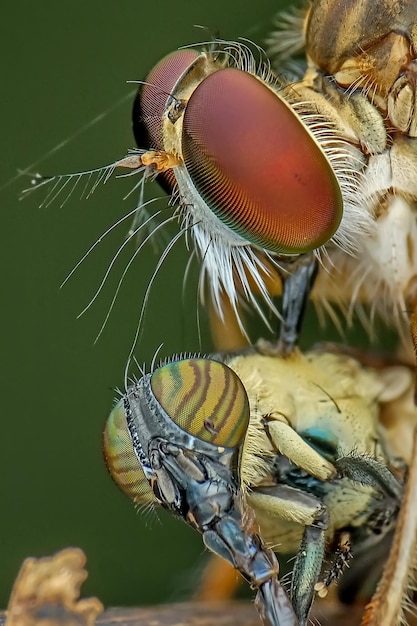 写真 蝶のクローズアップ