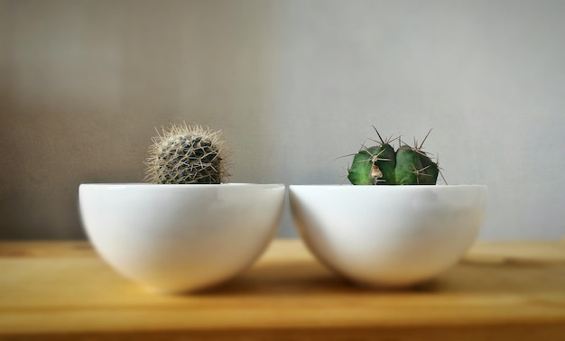 Фото Клоуз-ап кактуса в чаше
