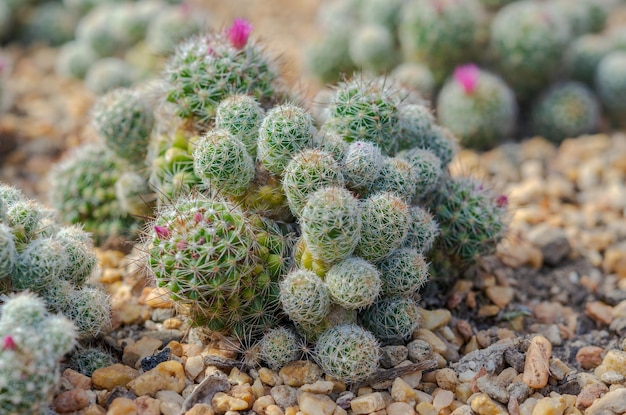 写真 岩の上で育つカクタス植物のクローズアップ