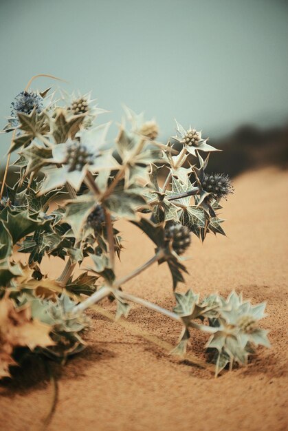 写真 カクタス の 植物 の クローズアップ