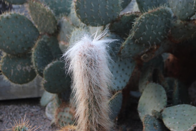 写真 カクタス植物のクローズアップ