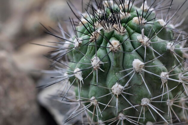 写真 カクタス植物のクローズアップ