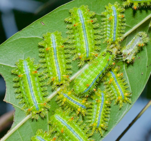 写真 カクタスのクローズアップ